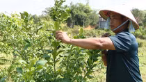 Nhân rộng các mô hình hỗ trợ người hoàn lương