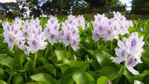 Thương nhớ lục bình