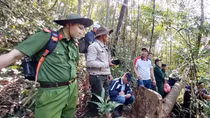 “Máu” vẫn chảy trên những cánh rừng nguyên sinh