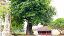 Đôi mắt Người còn soi bóng sông quê
