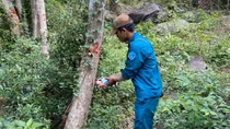 Điều tra vụ hơn 200 cây rừng tự nhiên bị đầu độc bằng hóa chất