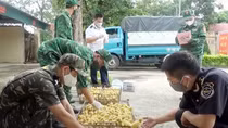 Nhập lậu gia súc, gia cầm kéo theo nguy cơ dịch bệnh