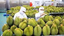 Sầu riêng xuất khẩu mạnh nhưng không nên tăng trưởng “quá nóng”