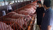 Tổng kiểm tra gần 10 nghìn cơ sở chăn nuôi ở Đồng Nai