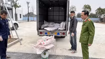 Xe tải chở 7 tạ nầm lợn không rõ xuất xứ