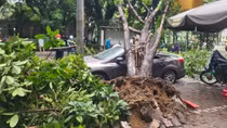 Cây đa bật gốc trong mưa đè ô tô con sập nóc