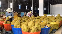 Làm giả Giấy uỷ quyền xuất khẩu sầu riêng