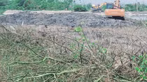 Đình chỉ thi công dự án sau vụ nhà thầu san ủi rừng ngập mặn