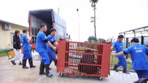 Cá thể gấu nuôi nhốt cuối cùng ở Hải Dương được bàn giao cho Trung tâm Cứu hộ Gấu