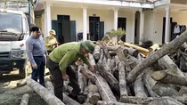 “Máu rừng” xứ Thanh vẫn chảy...