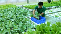 Cảnh báo lừa đảo lao động thời vụ đi làm việc tại Hàn Quốc