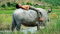 Gọi trâu!