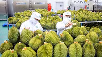Việt Nam là nguồn cung sầu riêng lớn thứ 2 cho Trung Quốc