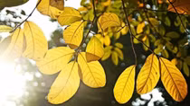 Về gối đầu lên mùa thu