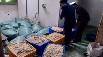 Tạm giữ hơn 9 tấn thực phẩm đông lạnh không rõ nguồn gốc