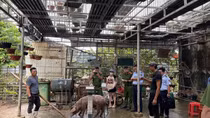 Lật tẩy chiêu cân gian hơn 200kg thịt lợn hơi