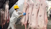 Giá thịt lợn chưa có dấu hiệu hồi phục: Doanh nghiệp và người chăn nuôi cùng "gánh lỗ"