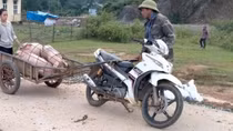 Quảng Bình bùng phát dịch tả lợn châu Phi và dịch tai xanh ở lợn