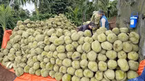 Khi sầu riêng “sốt giá”