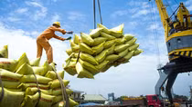 Xuất khẩu gạo 9 tháng thu về gần 3,54 tỷ USD