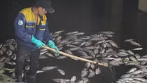 Sau trận mưa đầu mùa, cá chết nổi kín mặt kênh Đa Cô