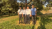 Cảnh báo từ việc ồ ạt trồng sầu riêng