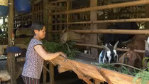 Khấm khá nhờ chăn nuôi dê