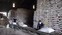 Giá gạo của Việt Nam tăng cao nhất trong gần 2 năm qua