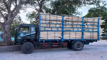 Tạm giữ 3 xe tải chở 25 tấn cây gỗ keo không có hồ sơ hợp pháp