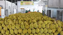 Ồ ạt trồng sầu riêng, hậu quả khó lường