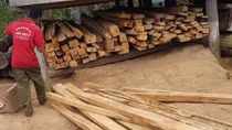 Thu hồi toàn bộ gỗ vi phạm trong vụ khai thác trái phép 149 cây gỗ