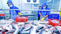 Xuất khẩu thủy sản giảm tại các thị trường chính