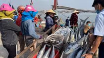 Xử phạt 72 tàu cá vi phạm khai thác hải sản bất hợp pháp