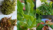 Sức hút từ “thế giới” rau rừng Núi Cấm