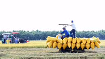 Lúa gạo vùng châu thổ Cửu Long hướng đến tăng trưởng xanh