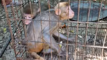 Vận động người dân giao nộp 2 cá thể khỉ vàng quý hiếm