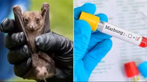 Virus Marburg nguy hiểm như thế nào?
