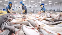Trung Quốc là thị trường nhập khẩu cá tra lớn nhất của Việt Nam