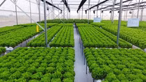 Tăng trưởng xanh - cứu cánh của nền kinh tế: Hoá giải khó khăn (Bài cuối)
