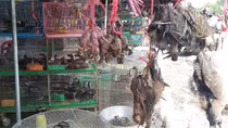 Yêu cầu rà soát, gỡ bỏ gian hàng bán công cụ săn bắt tận diệt động vật