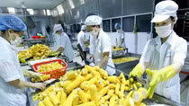 Hướng dẫn an toàn thực phẩm cho doanh nghiệp khi vào thị trường EU
