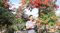 Rộn ràng "vương quốc hoa kiểng" phục vụ Tết