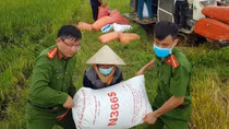 Giúp dân thu hoạch lúa chạy giông lốc