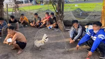 Phá sòng bạc trong sới gà để... ngừa COVID-19
