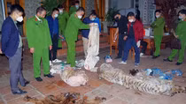 Bắt quả tang vụ giết hổ nấu cao ngay giữa sân nhà