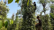 Tiêu được mùa được giá, nông dân phấn khởi