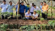 Hành trình đưa “quốc bảo” sâm Ngọc Linh trồng ở Tây Bắc