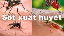 Số ca mắc sốt xuất huyết tại An Giang tăng 232% so với cùng kỳ