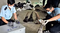 Công ty "ma" nhập sừng tê giác, ngà voi, xương sư tử… trị giá 300 tỷ đồng