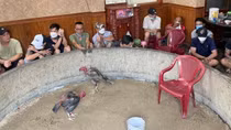 Triệt phá sới đá gà ăn tiền trong nhà, thu giữ hàng trăm triệu đồng